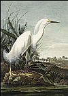 John James Audubon Snowy Heron painting